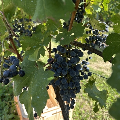 新商品！！ PARA ME FruFru グリーンアップルスパークリング|蒲田店