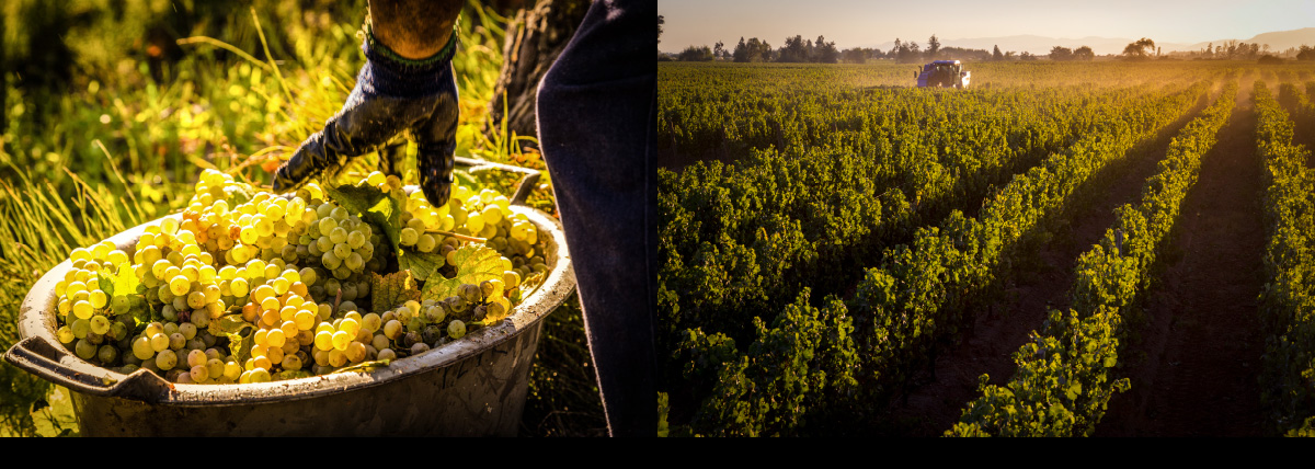 VINEYARDS